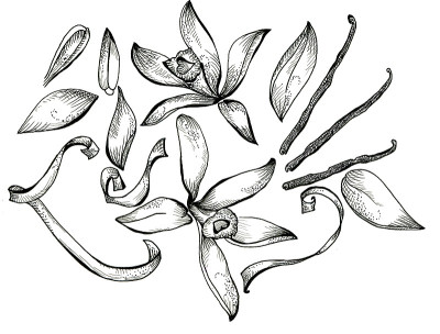 花素描集