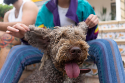 快乐的水犬