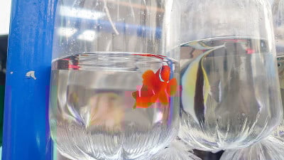 塑料袋内的观赏海鱼