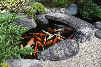 日本彩色鲤鱼(西海鲤)。