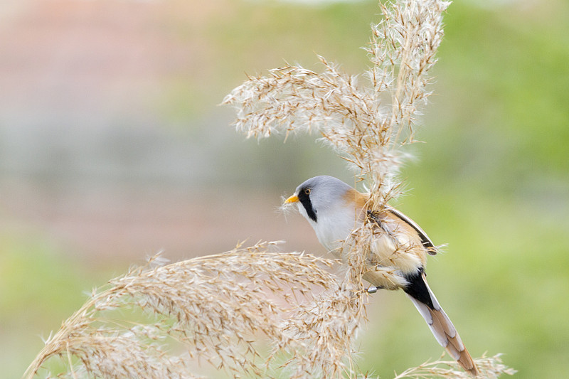 鬃山雀(Panurus biarmicus)