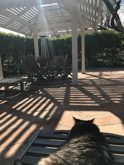 户外虎斑猫在躺椅中休憩