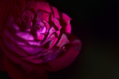 Closeup of a red miniature rose