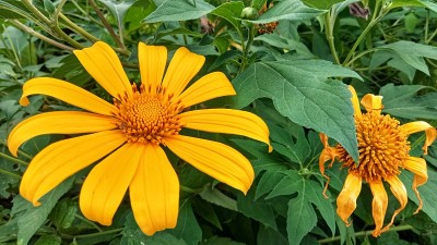 月亮花