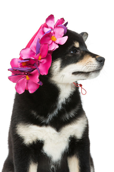 漂亮的柴犬小狗在粉红色的帽子