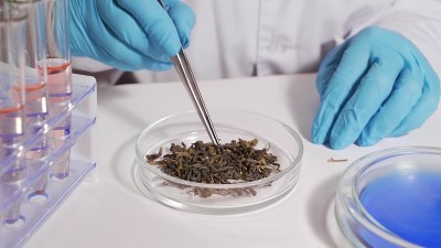 Lab technician conducts a tea quality determinatio
