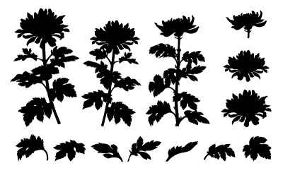 菊花和菊花叶插图(剪影)