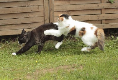 猫在花园里玩