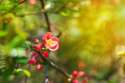 特写木瓜(开花木瓜，日本木瓜)开花的树枝与阳光。春天的背景。软焦点
