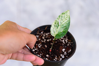 新鲜的羽状叶大理石植物在盆中