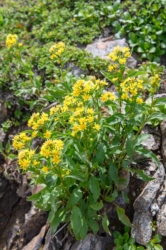 一枝黄花virgaurea无性系种群。在Mt.Shirouma leiocarpa