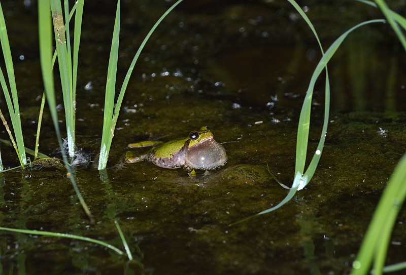 夜の田んぼで鳴く蛙