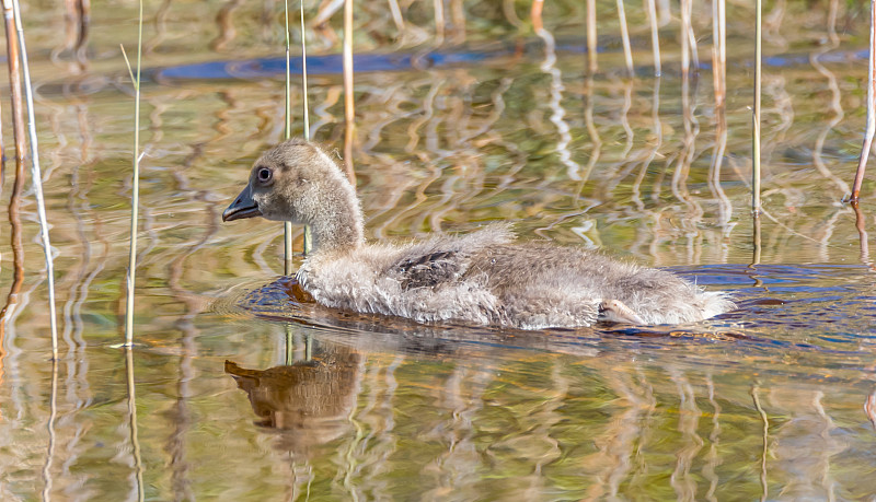 Grey Geese in a Wetland in Latvia in Spring