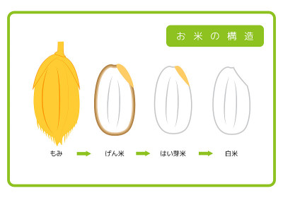 日文版大米结构图谷壳糙米胚芽米糠白米糠层横截面图简单矢量日文版。大米结构图。稻壳。糙米。胚芽大米。白