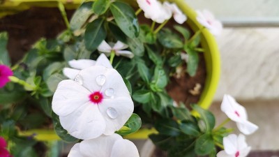 长春花是一种生长低矮的多年生植物(Catharanthus roseus)，原产于马达加斯加，开粉红