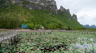 Sam Roi Yot淡水沼泽，走过沼泽，在泰国Prachuap Khiri Khan的Sam Ro