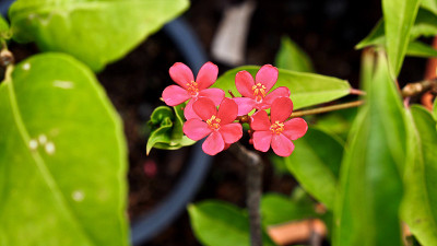 红色小游隼花
