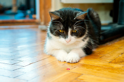 猫和激光棒
