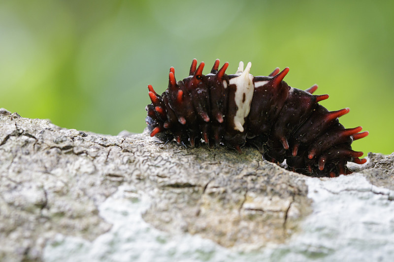 自然背景下的普通玫瑰毛虫(Pachliopta aristolochiae goniopeltis 