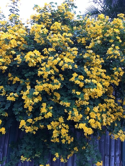 黄色花丛