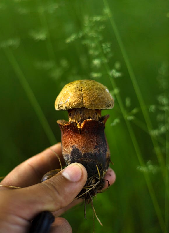 美味的森林橡木蘑菇牛肝菌橄榄褐色。“Boltus lridus”