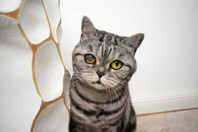 害羞的银色斑猫英国短毛猫，一只眼睛瞎了受伤