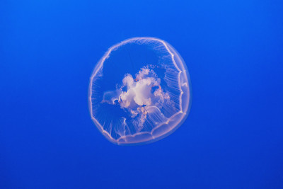 蓝色大海里的水母