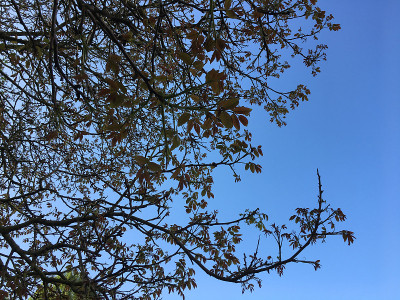 普通核桃树在2018年5月下旬开花