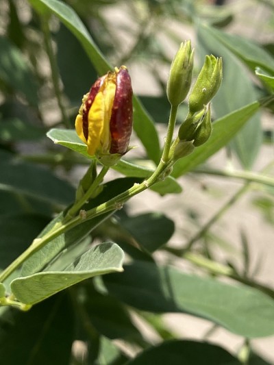 大豆花