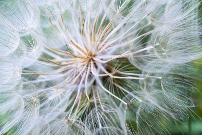 这就是我的企图Dandelion