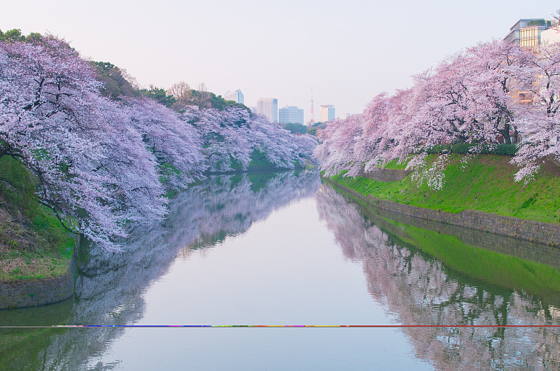 樱花，东京(县)，日本旅游