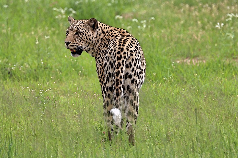 豹
