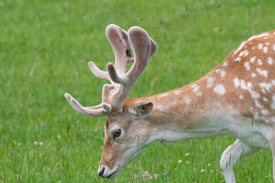 鹿Fallow dama