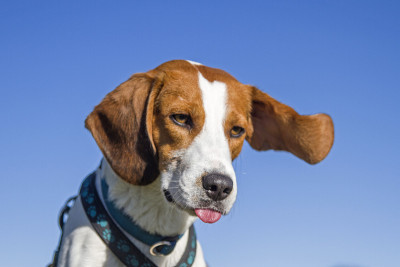 小猎犬的肖像