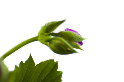 天竺葵芽