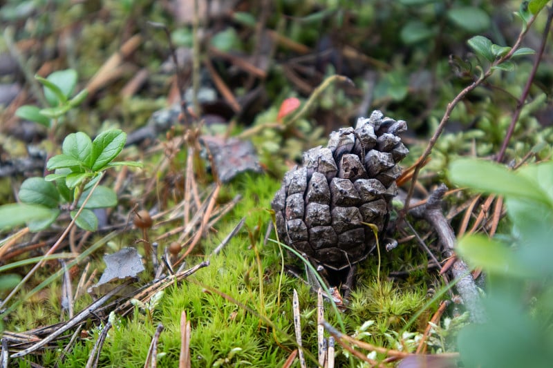 野生瑞典北部森林自然松果苔藓