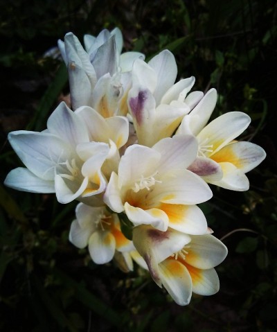 野生小苍兰的花