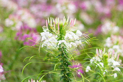 克里奥花或蜘蛛花