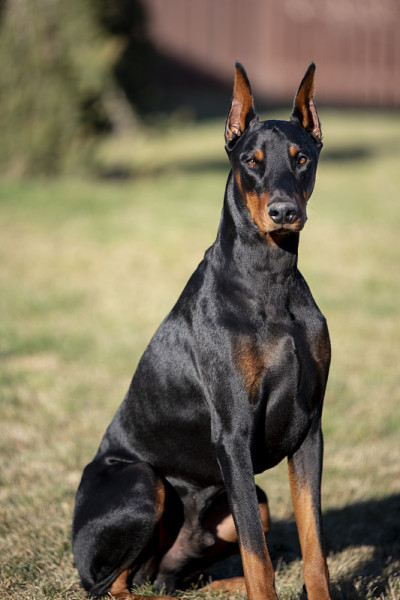 杜宾犬