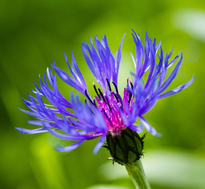 蓝色矢车菊，蒙大拿单身汉，特写