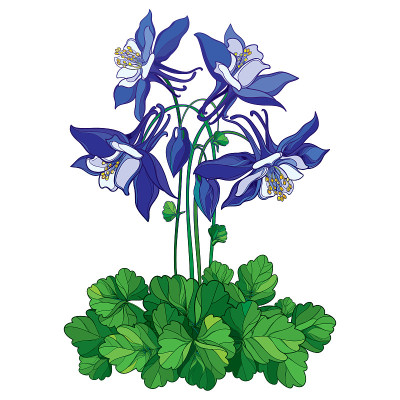矢量花束与轮廓华丽的水仙花或耧斗菜花在蓝色，芽和绿叶孤立在白色的背景。