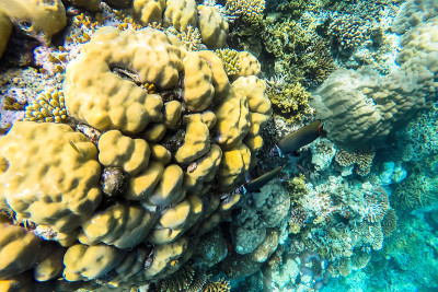 外来海洋生物马尔代夫岛附近，热带夏季度假概念