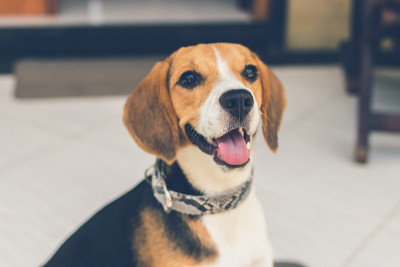 雌比格犬户外特写，亚洲，巴厘岛，印度尼西亚