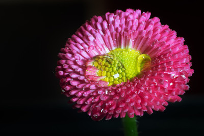 带水珠的粉红色雏菊