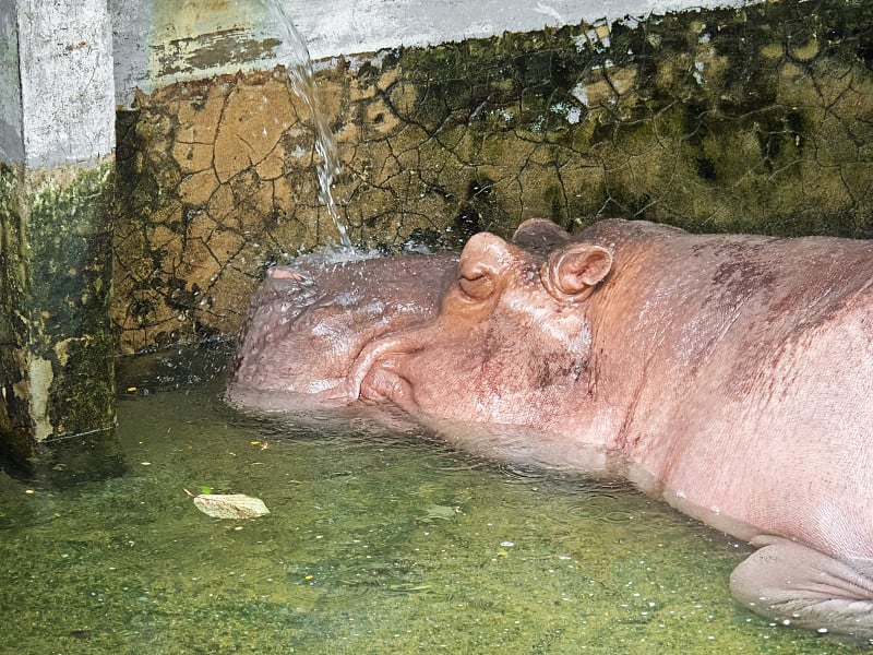 小河马在池塘里睡觉