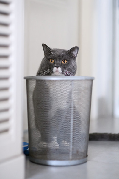 英国短毛猫，室内射击