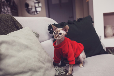 穿着红色连帽衫的斯芬克斯猫