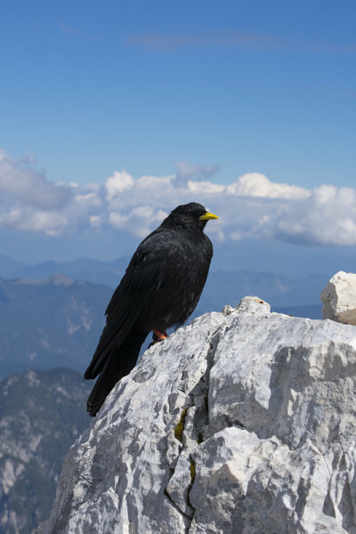 Terrarossa的阿尔卑斯chough (pyrrhoax graculus)