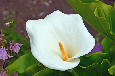新西兰坎特伯雷阿卡罗瓦花黄、白和花