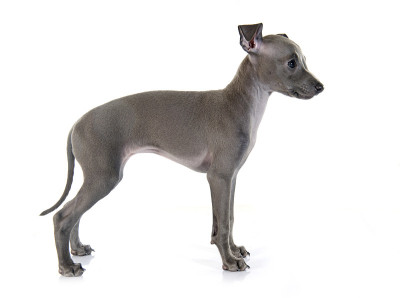 小狗意大利灵缇犬